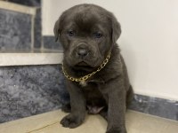 Basık burun cane corso bebekler