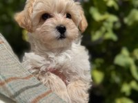Maltipoo Yavrularımız