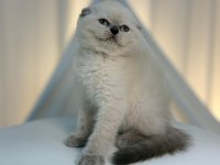 Irk Ve Sağlık Garantili Scottish Fold Yavrularımız