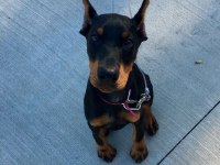 HEYBETLİ ESTETİKLİ DOBERMAN SAĞLIK VE IRK GARANTİLİ DOBERMAN