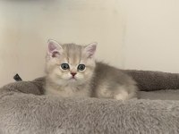 AY11 Erkek Ayı Kafa British Shorthair