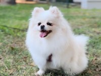 2 yaşında orjinal pomeranian boo