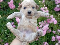 Apricot poodle yavrularımız 60 günlük