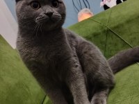 Sahiplendirme british shorthair