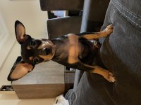 Pinscher bebekler