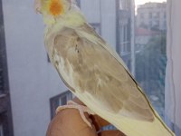 Güzeller güzeli bebek bebeği kuşlar