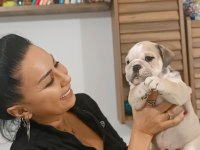 %100 IRK GARANTİLİ İNGİLİZ BULLDOG YAVRULAR
