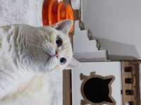 Red point british shorthair