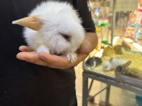 Hollanda lop ve cüce tavşanım gelmiştir