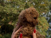 REDBROWN TEACUP POODLE YAVRUMUZ IRKININ EN MİNİĞİ