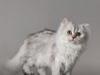 British longhair annenin bebişleri