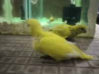 Her renkyavru muhabbet kuşu vardır