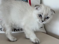 Ankarada ziyarete açık scottish fold yavrumuz