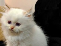 British longhair kedimiz yeni yuvasını arıyor