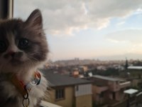 Erkek 2 aylık chinchilla