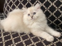 Blue Point British Longhair Kızımız Yeni Yuvasını Arıyor