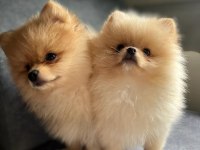 2 aylık pomeranian yavrumuz