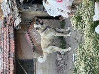 Dev Anadolu Çoban Köpeği
