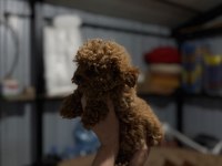 KORE POODLE YAVRULARI YENİ YUVASINA HAZIR