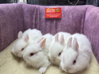 CÜCE NETHERLAND DWARF YAVRULARIMIZ