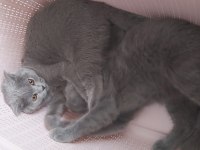 5 aylık yavru scottish fold