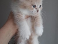 Yavru üç aylık scottish fold