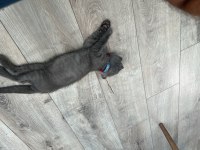 1.5 aylık erkek kedi