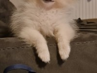 3 ay dişi pomeranian