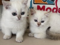 En güzel british shorthair yavrularımız ziyarete açık