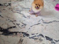Pomeranian yavrumuz yeni sahibini arıyor