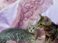 Silver Bengal Kedisi Yavrular