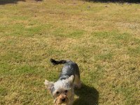 Saf terrier köpeğimiz