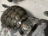 Su Kaplumbağası Donatello Yavru