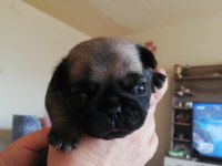 Pug mops yavru