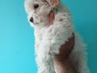 Güzel sevimli maltipoo