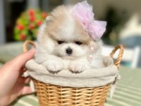 Teacup Mini Boy Particolor Pomeranian Prenses