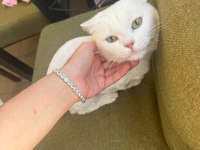 YURTDIŞINA ÇIKACAĞIMIZ İÇİN KEDİMİZİ SAHİPLENDİRECEĞİZ