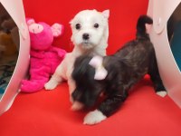 Maltipoo köpeklerimiz