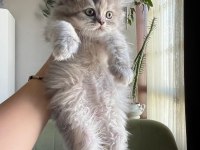 Son bir yavru british longhair