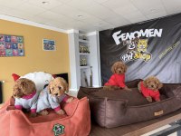 Renk Renk Orjinal Toy Poodle Yavrularımız Güncel Ankara