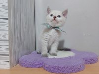 MAVİ GÖZLÜ BRİTİSH SHORTHAİR PAŞAM HAZIR