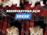 ALTIN SERİSİ BEBEK KEDİLER
