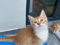 BİRBİRİNDEN GÜZEL BAKIMLI SARMAN KEDİLER
