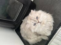 British Longhair As1133 Erkek 1 Yaşında