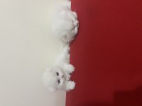 2beyaz kırık kulak 1 gri 1 sarı sarı dik kullak