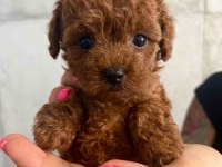 ÖZEL TOY POODLE YAVRULAR VETERİNER KONTROLLÜ