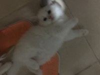 British longhair yavrular
