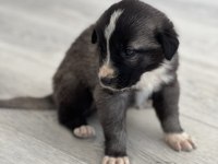 Safkan Kangal Panter Torunu Soy Garantili