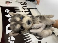 Husky yavrular