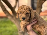 Toy Poodle 40 Günlük